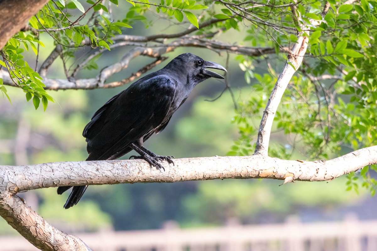 tykknebbkråke - ML645438802