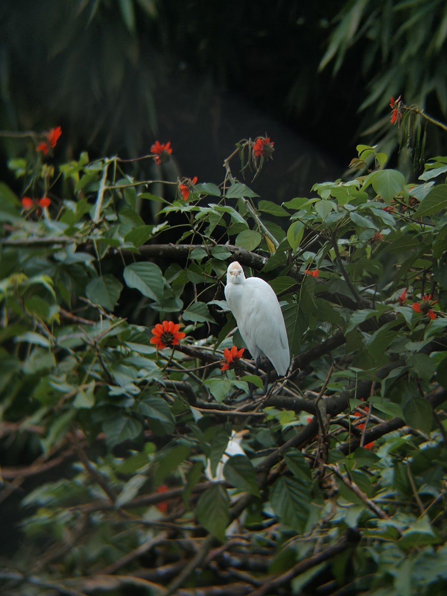 黃頭鷺 - ML645438808