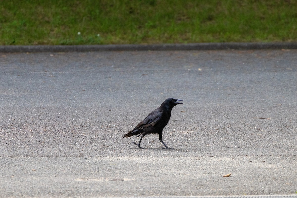 svartkråke - ML645438809