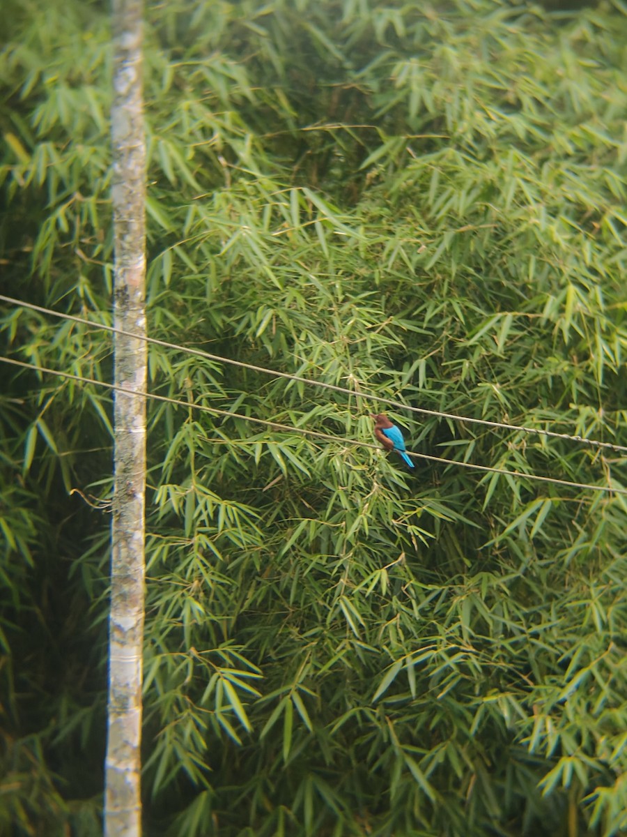 蒼翡翠 - ML645438810