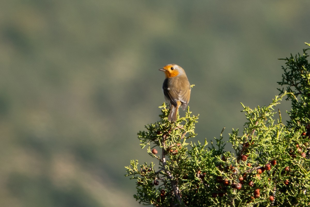 červenka obecná - ML645438814