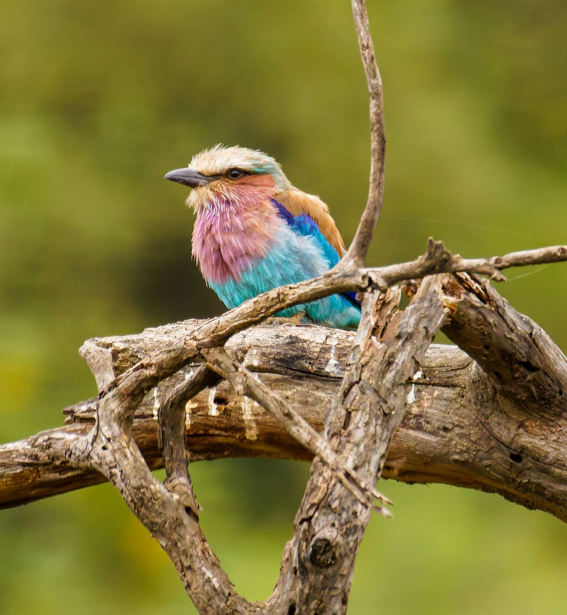 Лиловогрудая сизоворонка - ML645438825