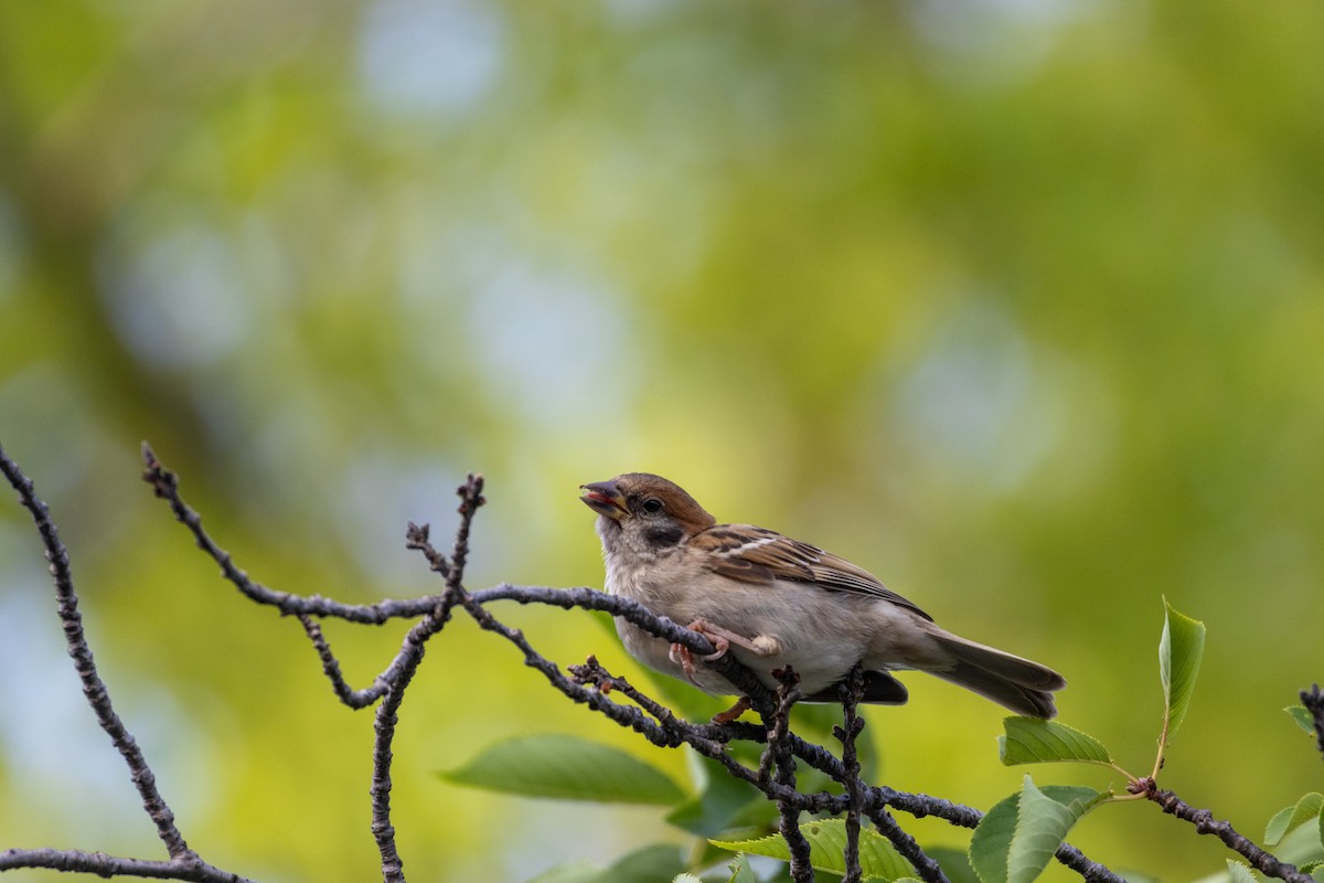 pilfink - ML645438827