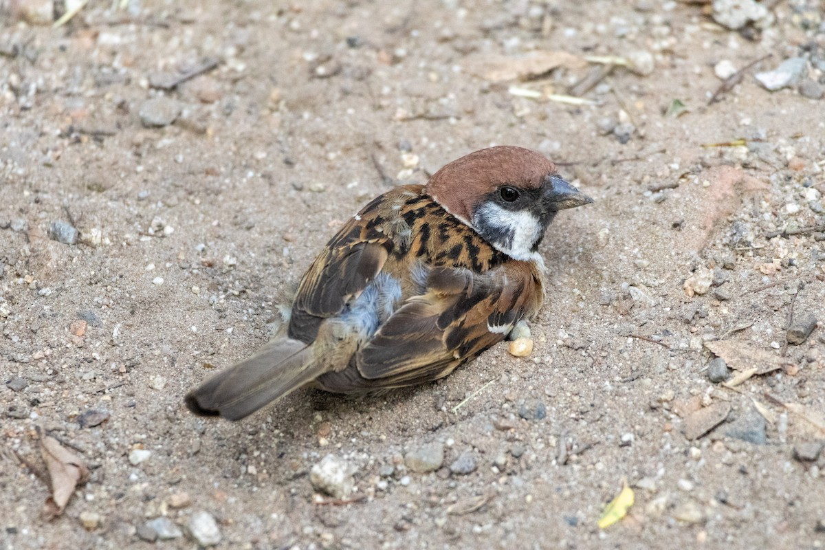 pilfink - ML645438828