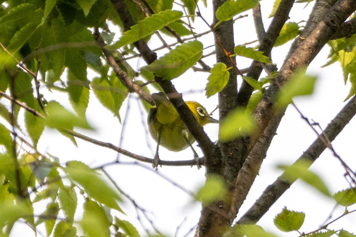 hagebrillefugl - ML645438833