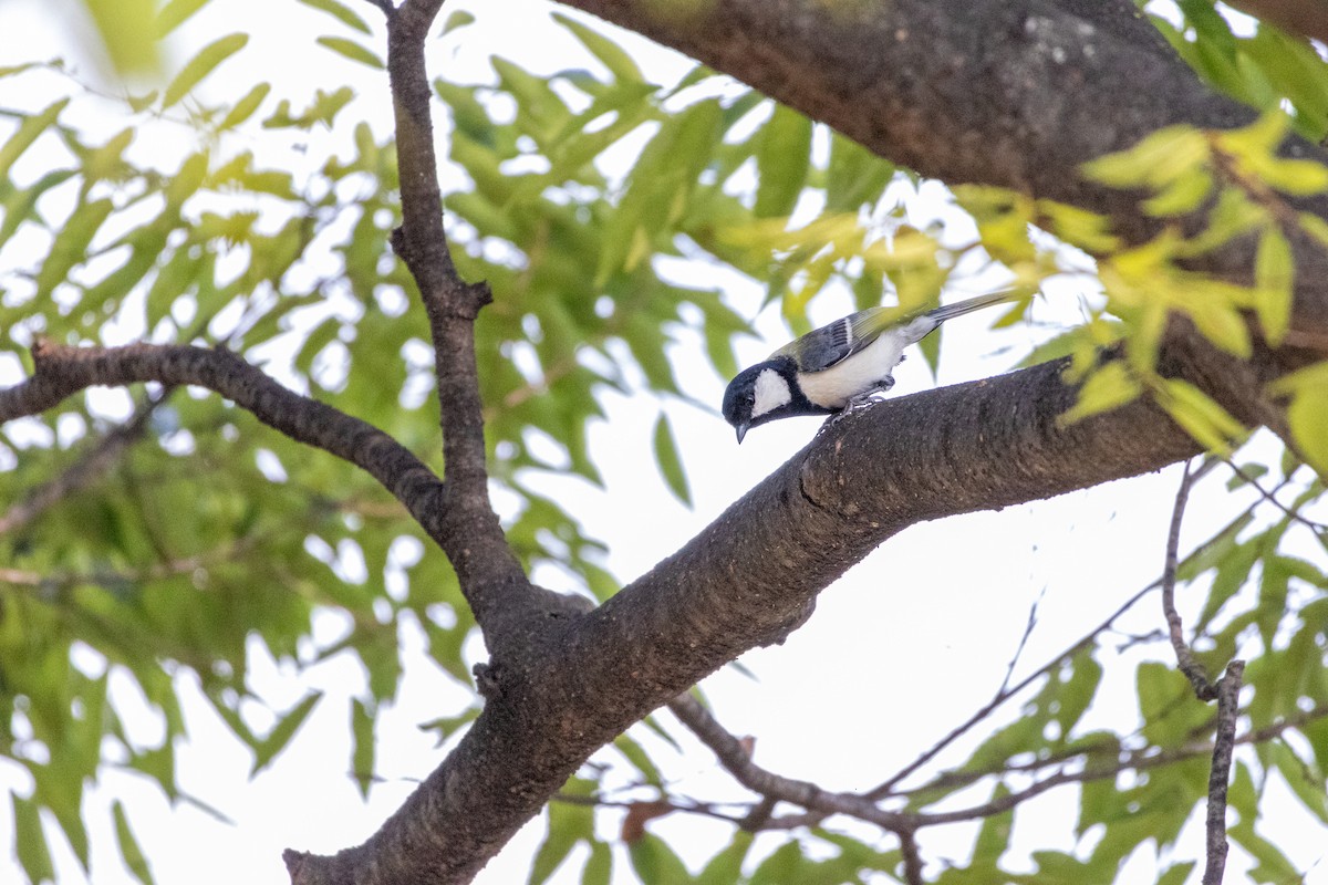 gråkjøttmeis - ML645438835