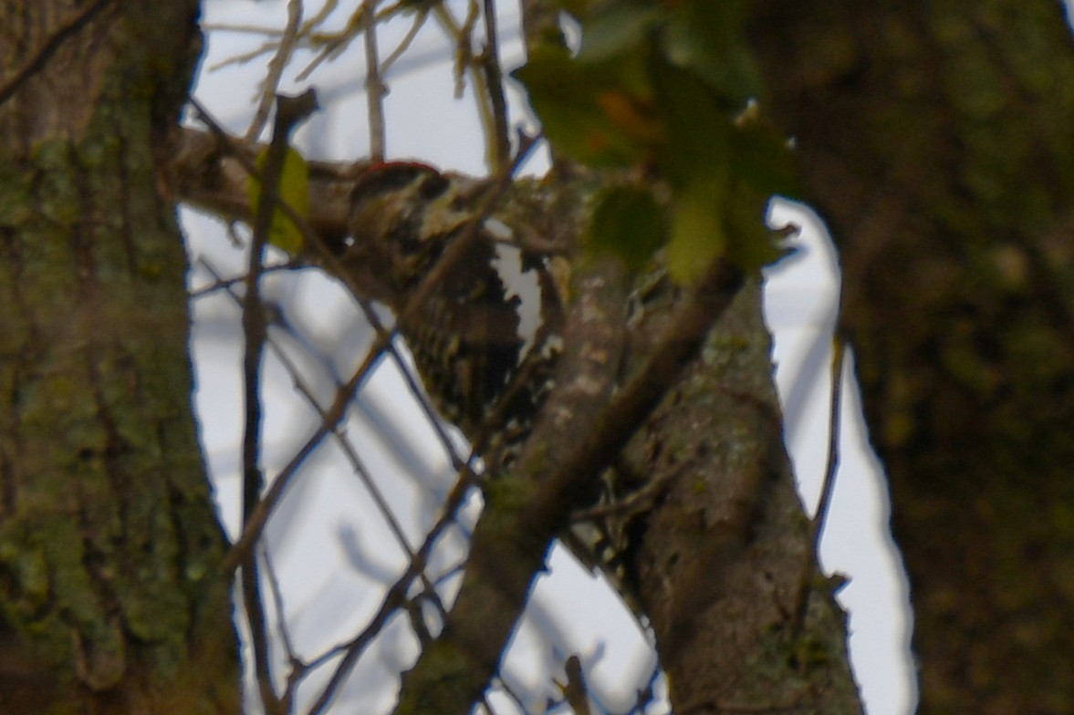 Yellow-bellied Sapsucker - ML645438838