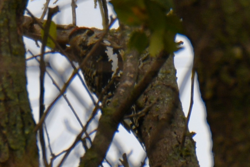 Yellow-bellied Sapsucker - ML645438839