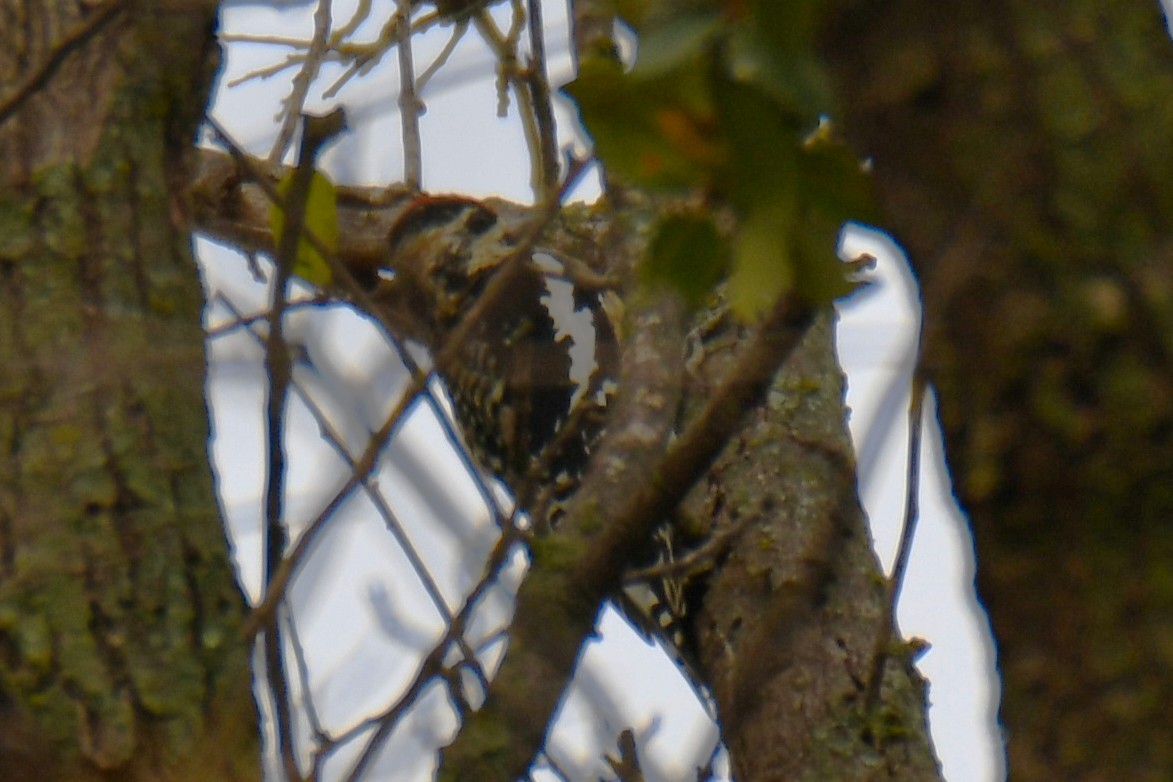Yellow-bellied Sapsucker - ML645438840