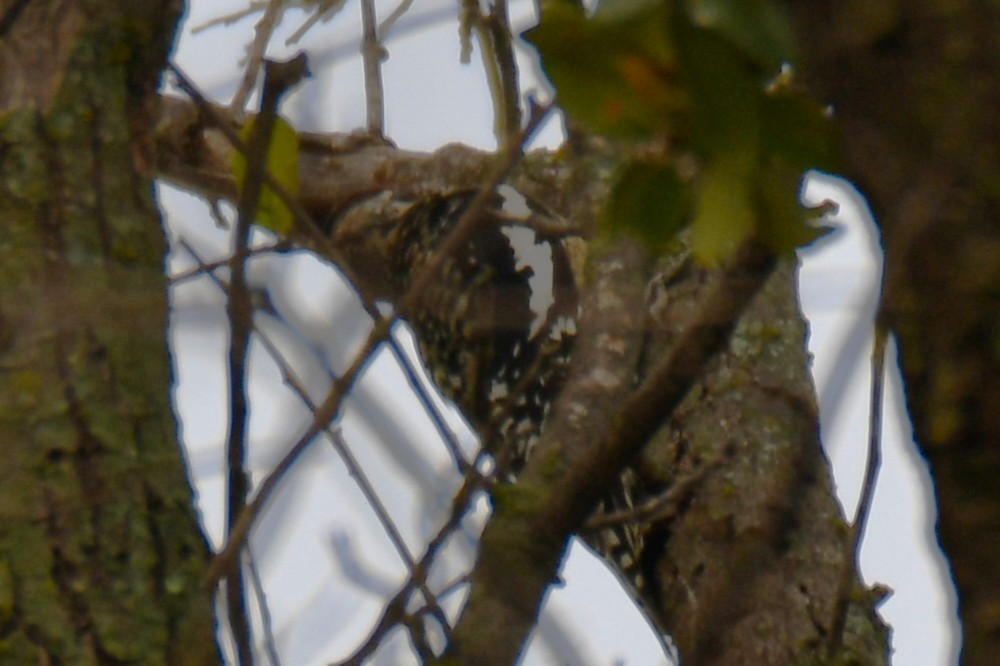 Yellow-bellied Sapsucker - ML645438841