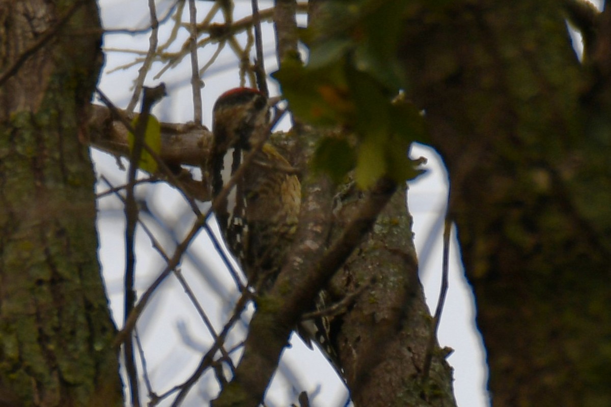 Yellow-bellied Sapsucker - ML645438842