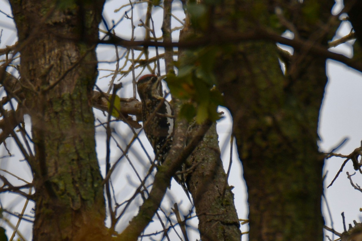 Yellow-bellied Sapsucker - ML645438843