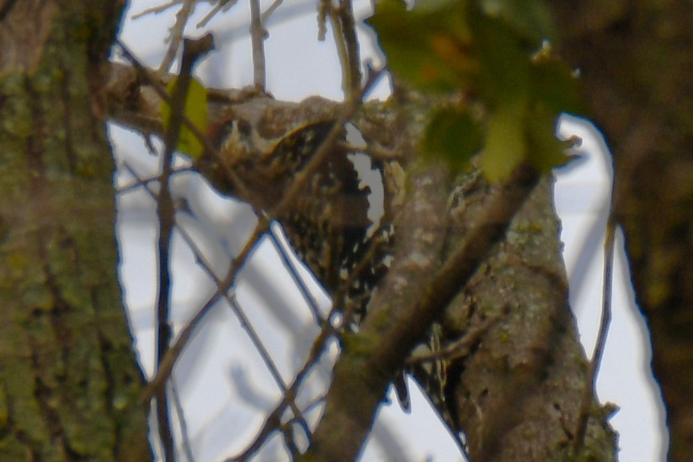 Yellow-bellied Sapsucker - ML645438844