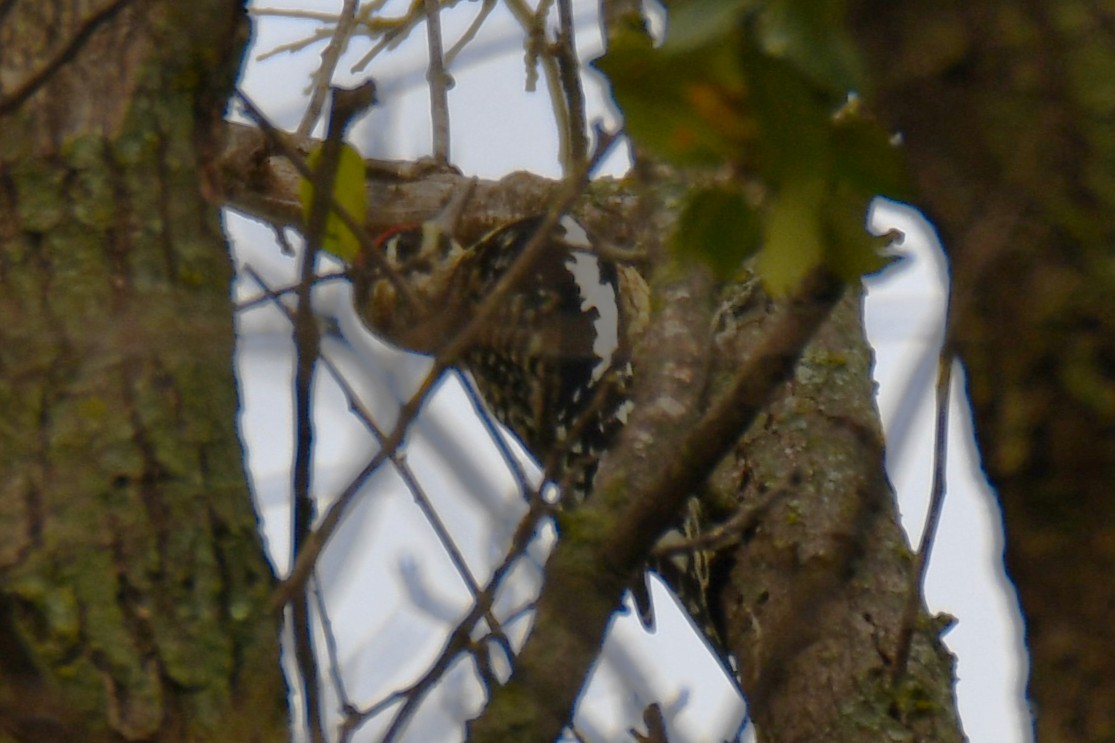 Yellow-bellied Sapsucker - ML645438845