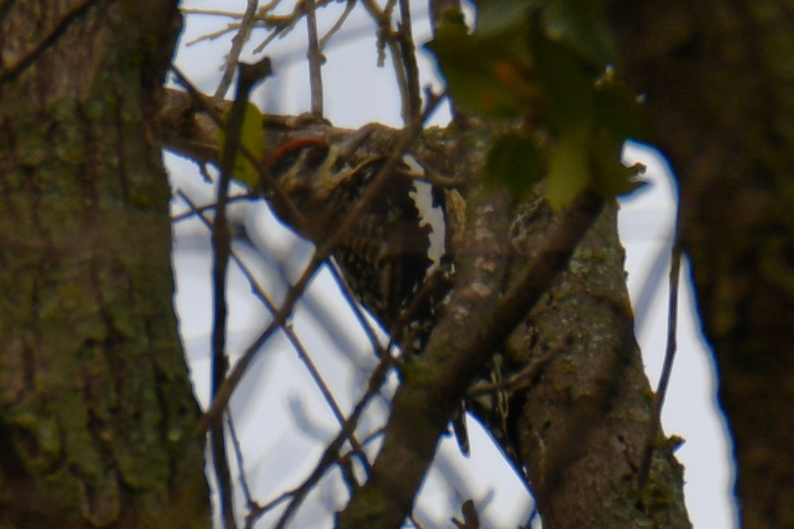 Yellow-bellied Sapsucker - ML645438846