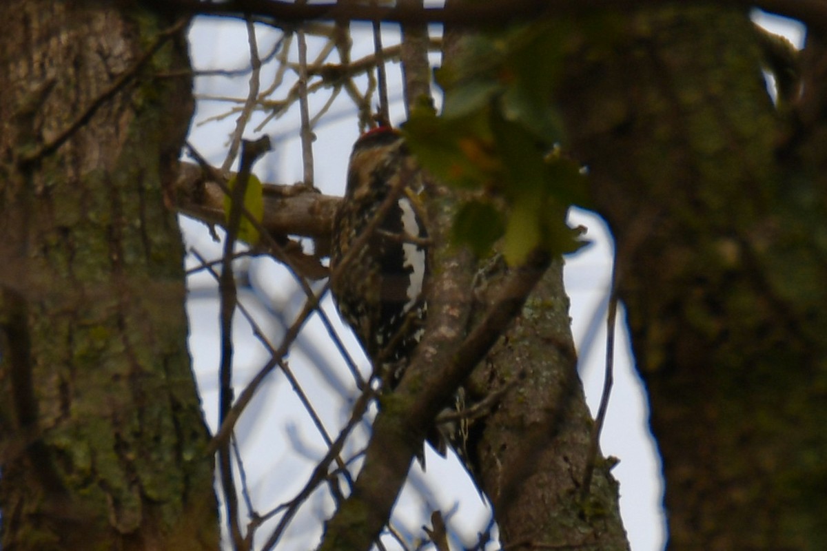 Yellow-bellied Sapsucker - ML645438847