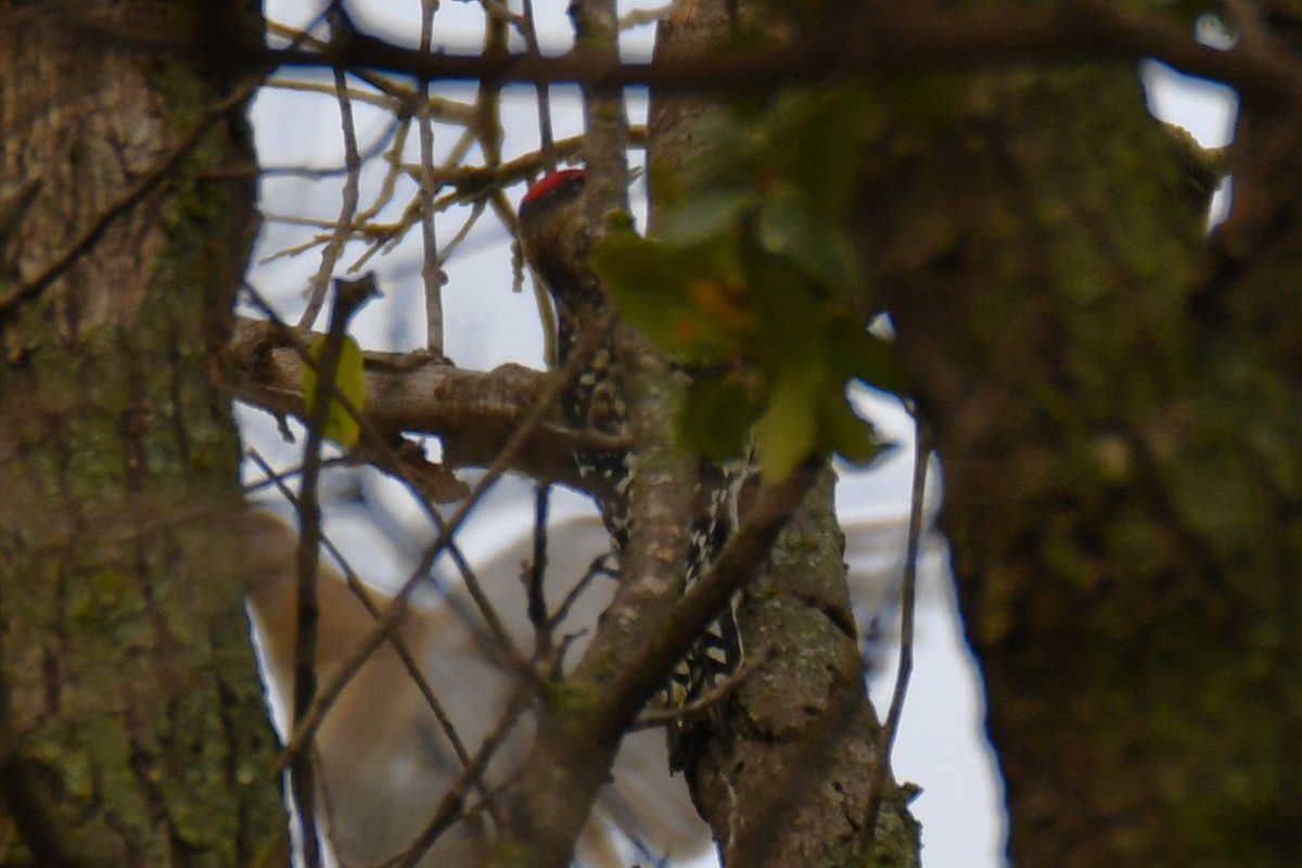 Yellow-bellied Sapsucker - ML645438848