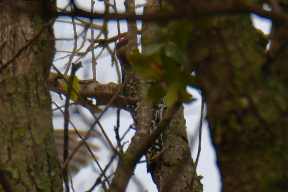 Yellow-bellied Sapsucker - ML645438849