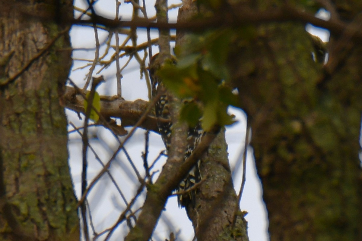 Yellow-bellied Sapsucker - ML645438850