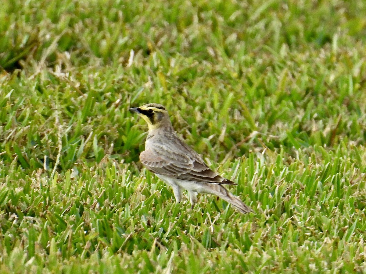 Horned Lark - ML645438859