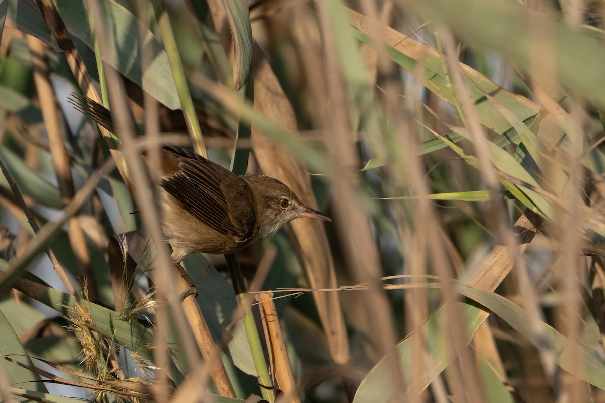 rákosník hlučnohlasý - ML645438861