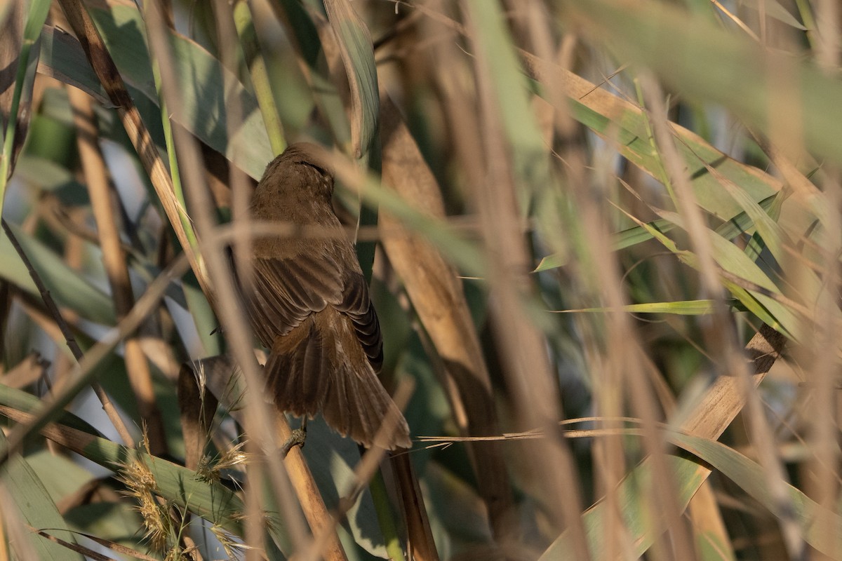 rákosník hlučnohlasý - ML645438862