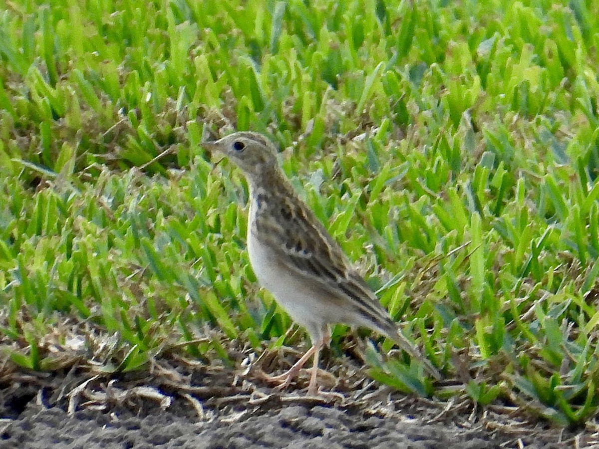 linduška prérijní - ML645438863