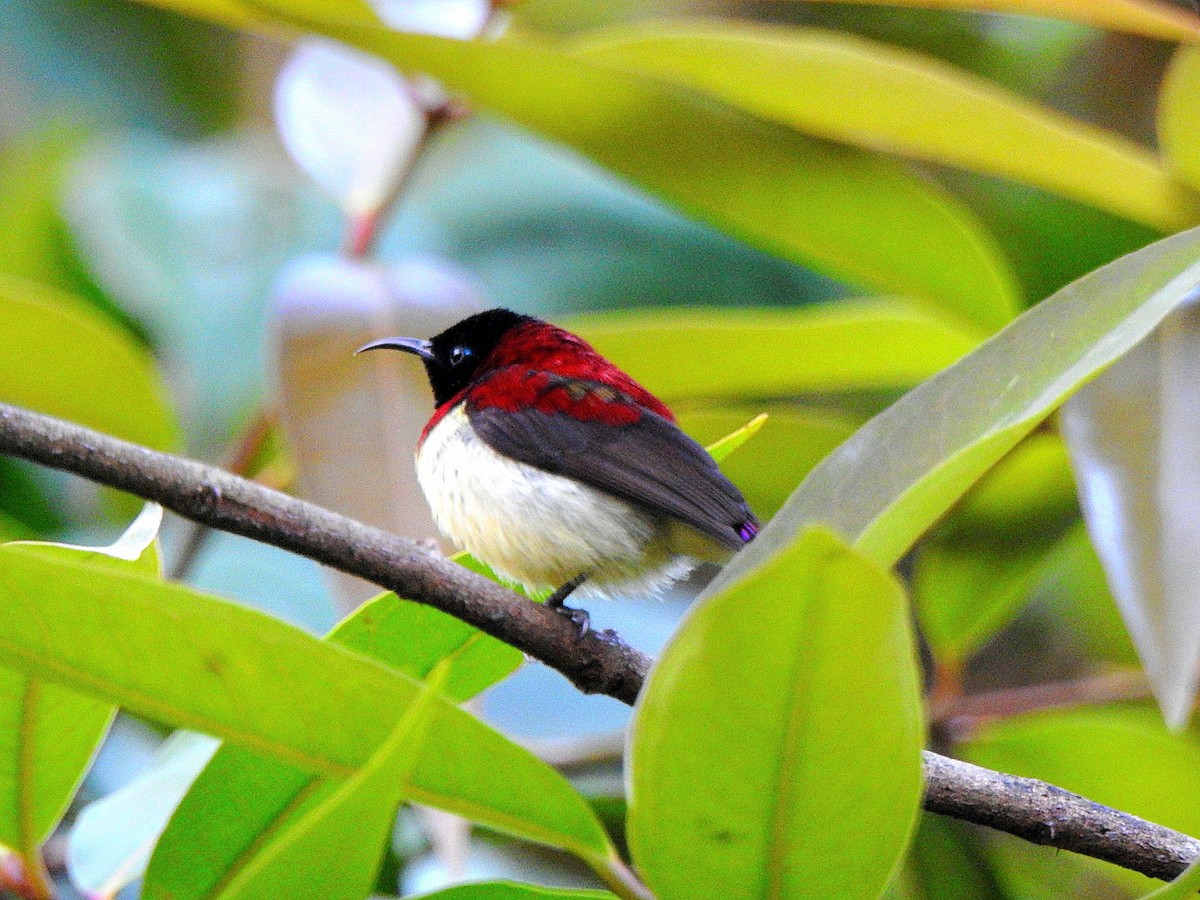 Crimson-backed Sunbird - ML645438878