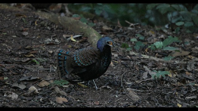 Віялохвіст білогорлий - ML645438879