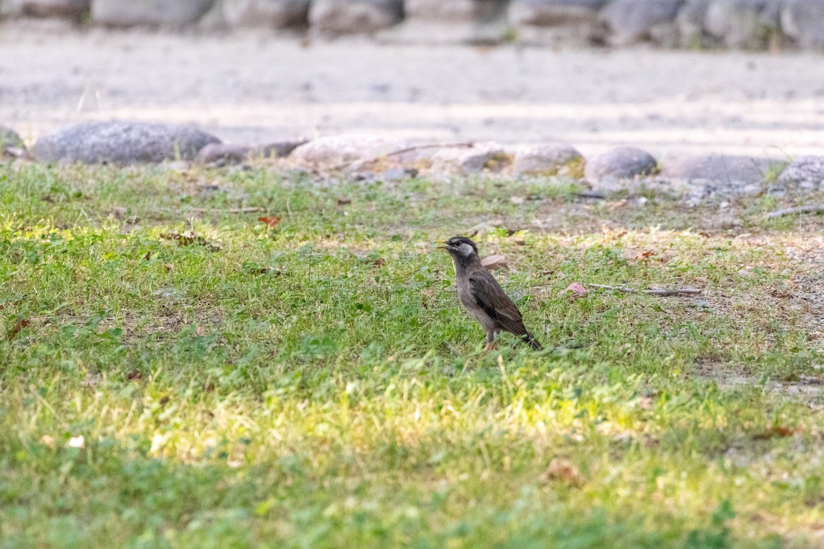 sotstær - ML645438880