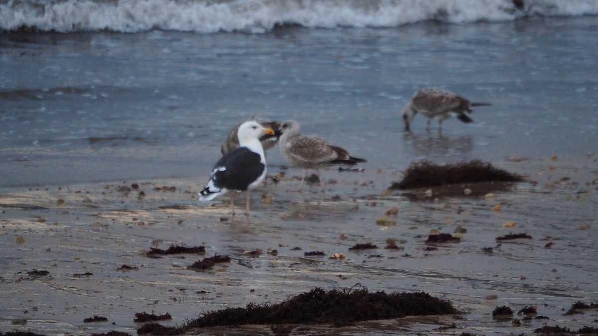 Great Black-backed Gull - ML645438905