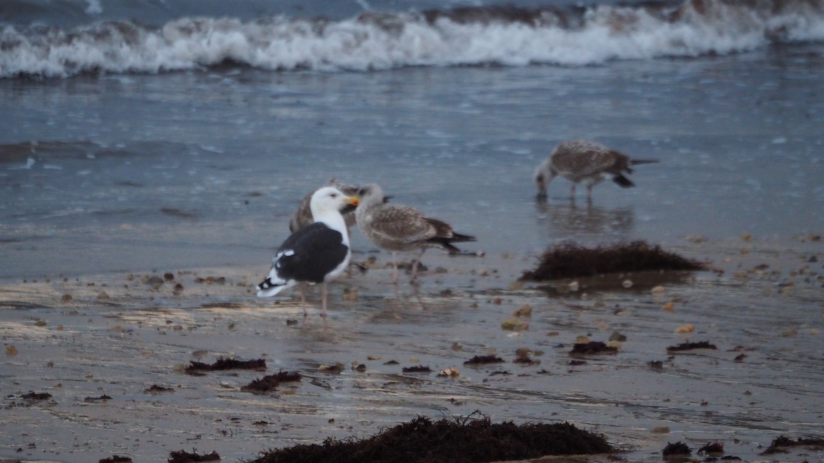 Great Black-backed Gull - ML645438907