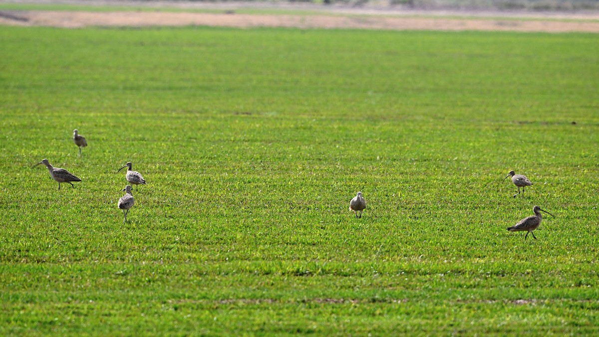 koliha americká - ML645438909