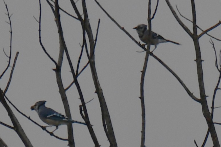 Blue Jay - ML645438912