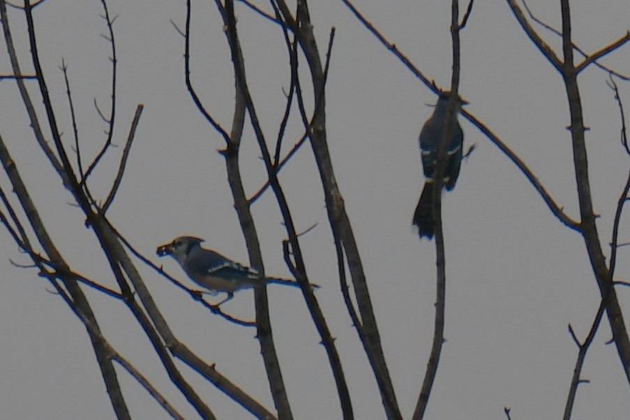 Blue Jay - ML645438913
