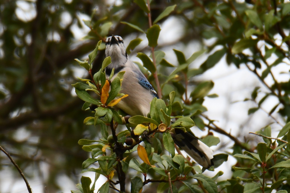 Blue Jay - ML645438914