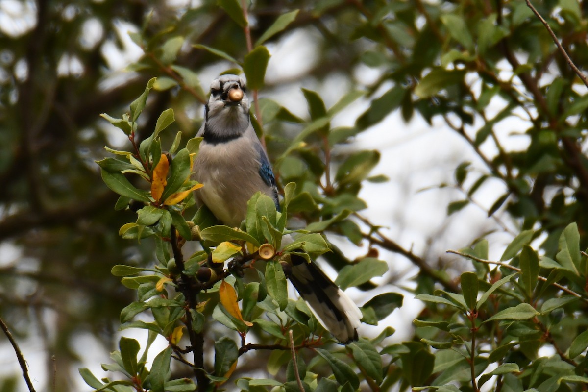 Blue Jay - ML645438915