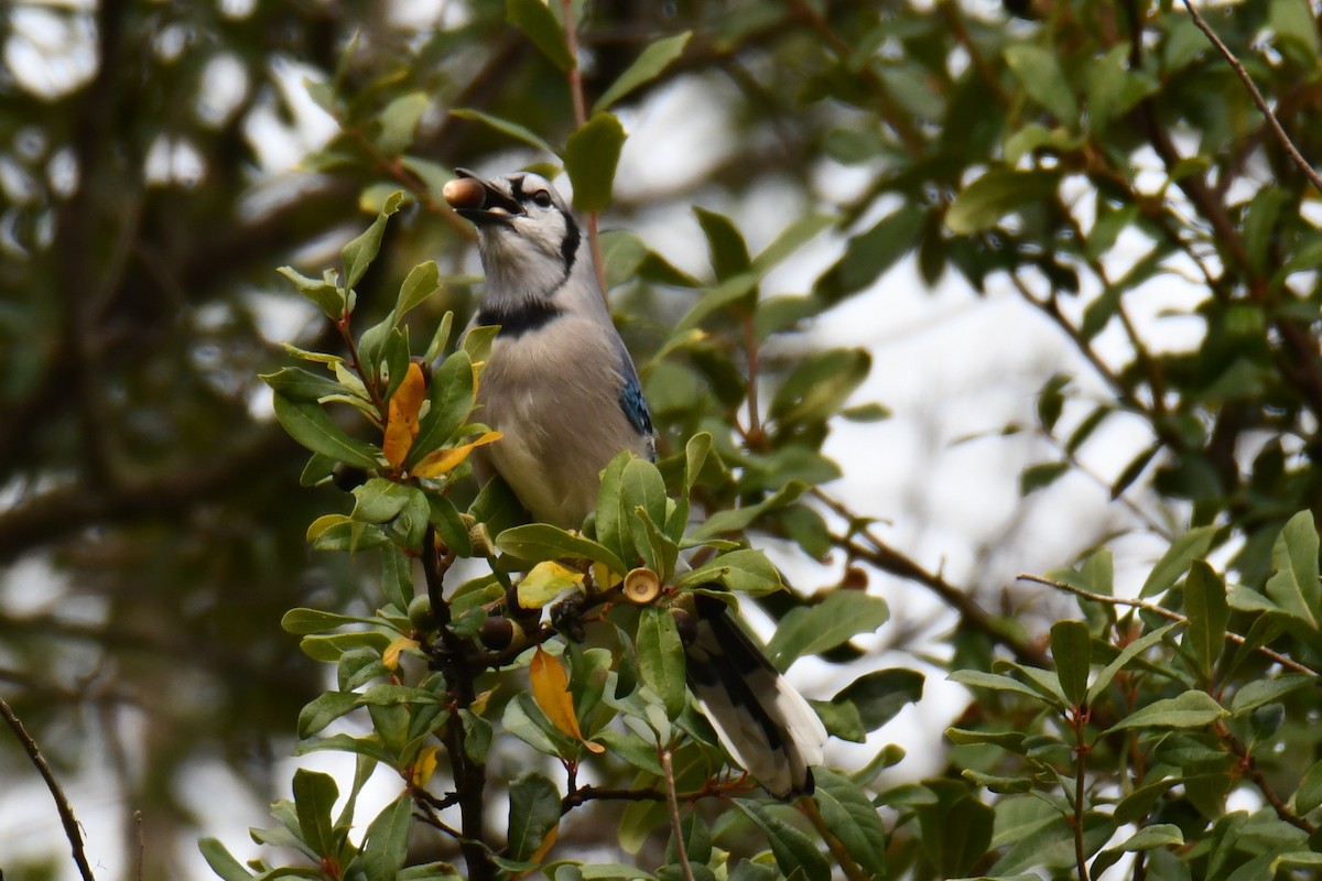 Blue Jay - ML645438916