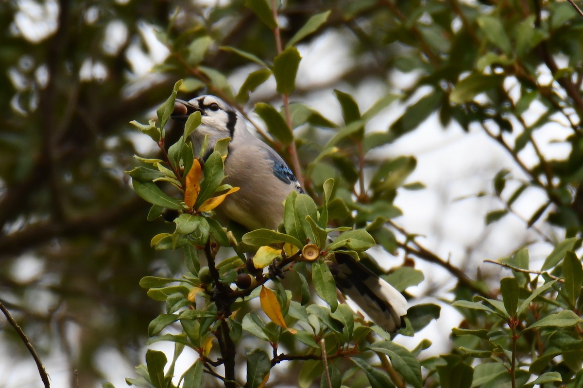 Blue Jay - ML645438918