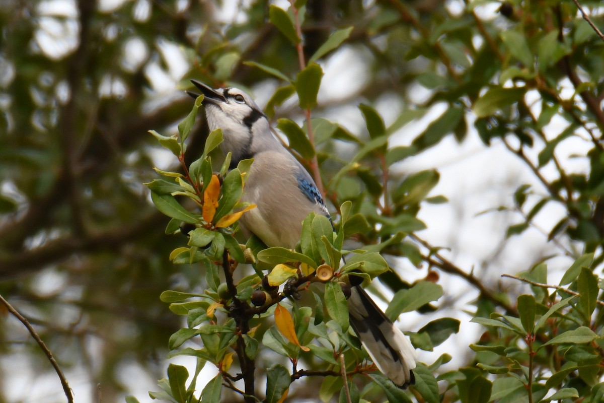 Blue Jay - ML645438919