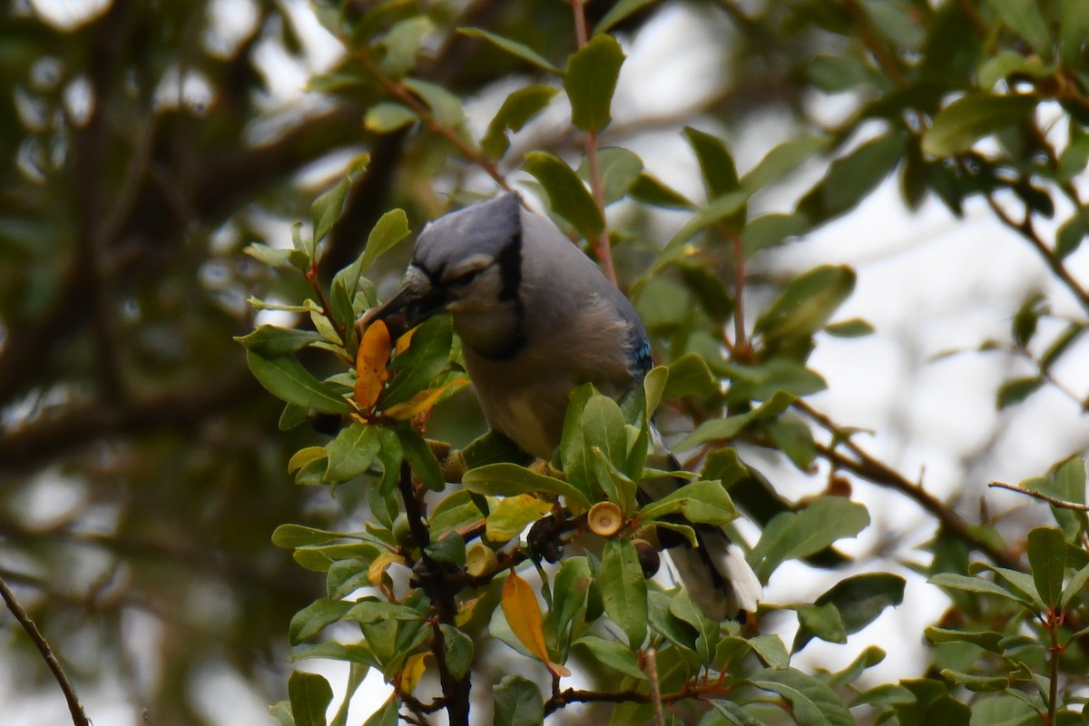 Blue Jay - ML645438920