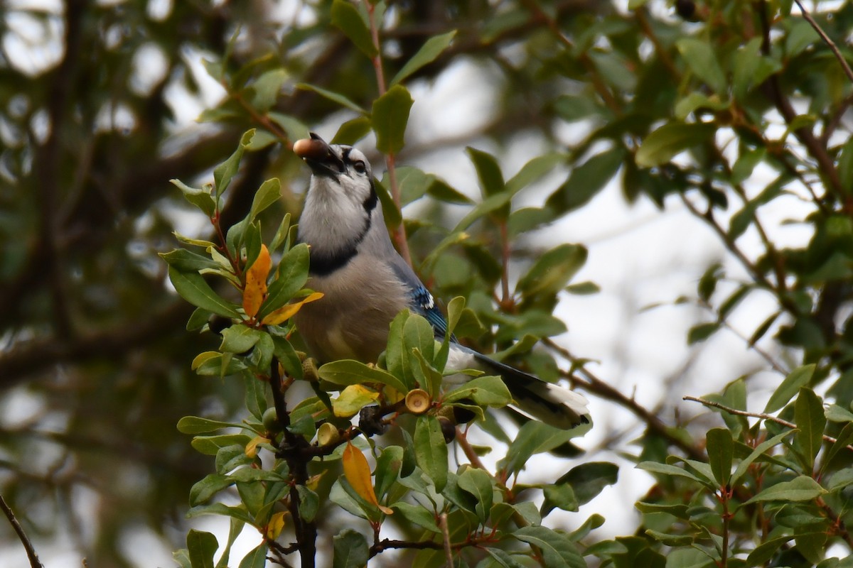 Blue Jay - ML645438921