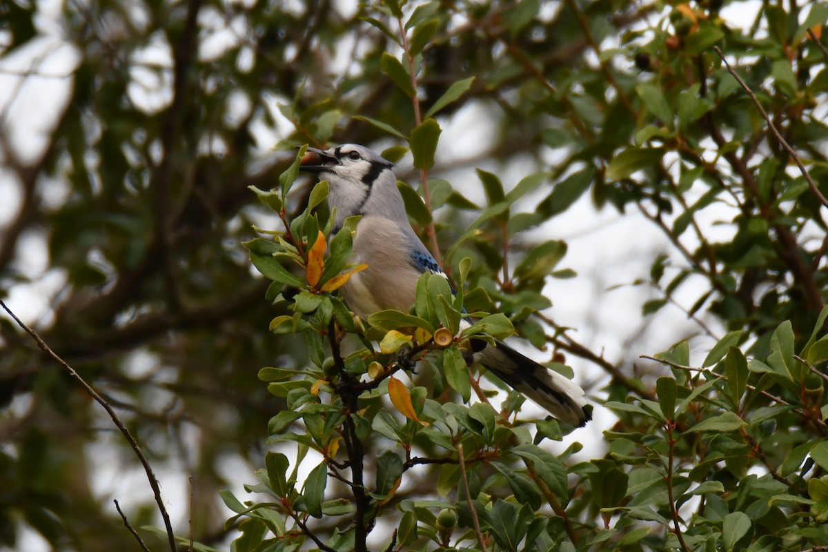 Blue Jay - ML645438923