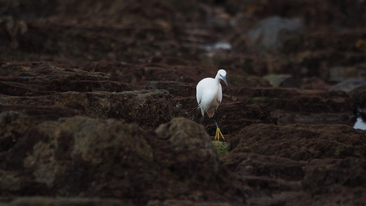 Little Egret - ML645438924