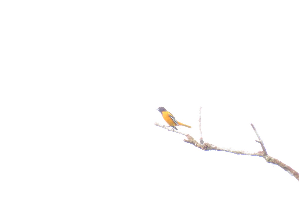 Балтиморский трупиал - ML645438927