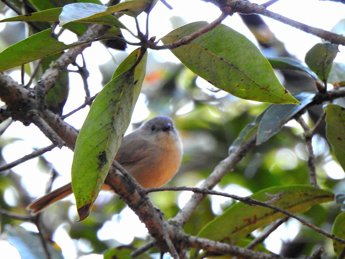 Alcippe à joues brunes - ML645438928