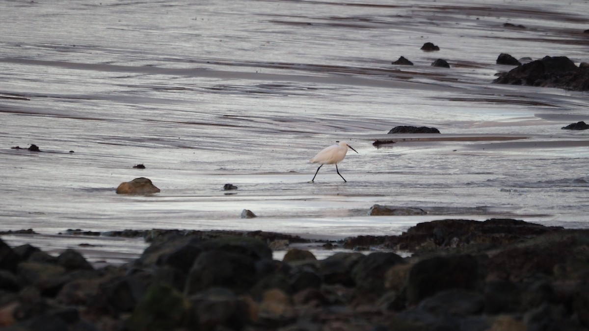 Little Egret - ML645438929