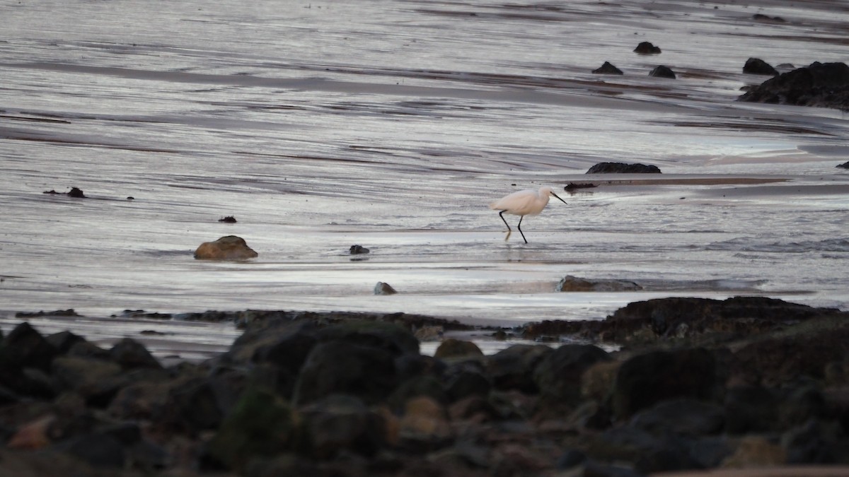 Little Egret - ML645438930