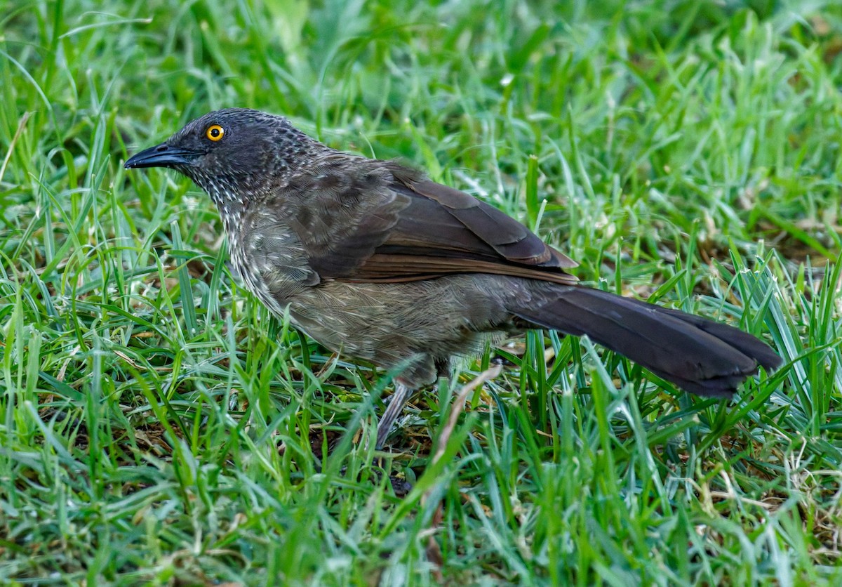 Бурая дроздовка - ML645438935