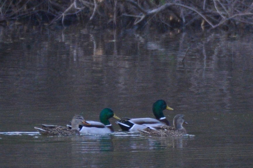 ברכיה - ML645438941